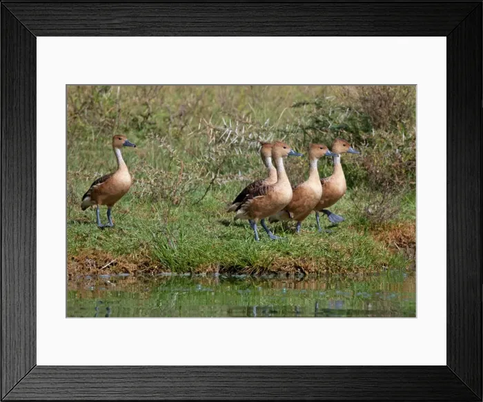 Framed Print : Picture No. 10898744 Framed Print : Picture No. 10898744