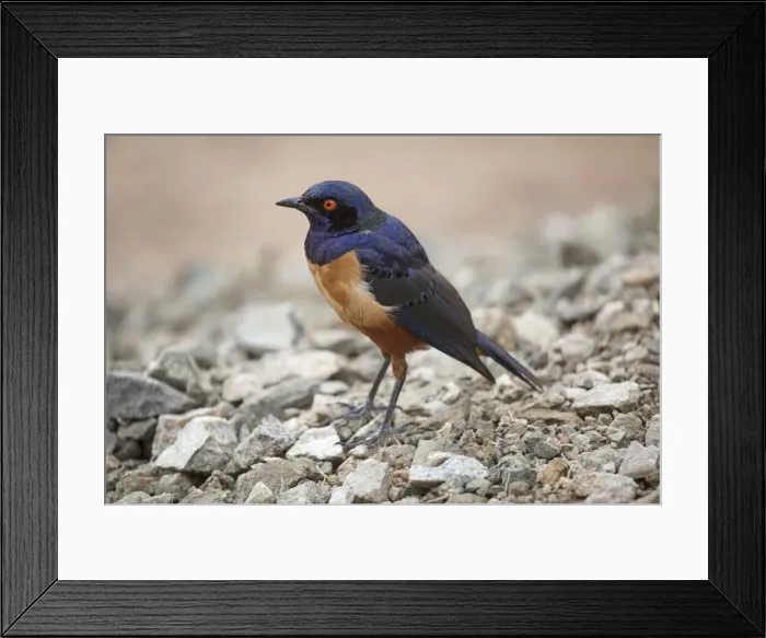 Framed Print : Picture No. 10898748 Framed Print : Picture No. 10898748