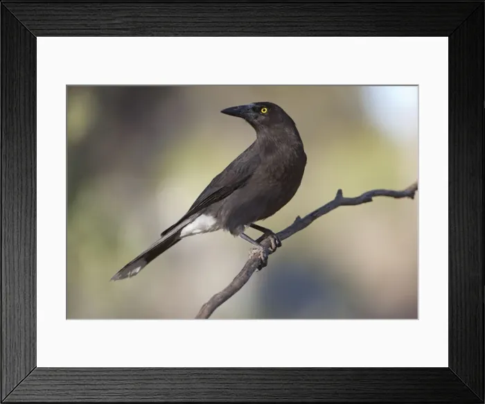 Framed Print : Picture No. 10898746 Framed Print : Picture No. 10898746