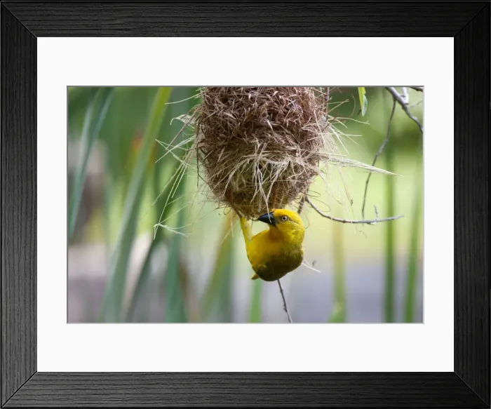 Framed Print : Picture No. 10898745 Framed Print : Picture No. 10898745