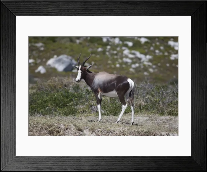 Framed Print : Picture No. 10898738 Framed Print : Picture No. 10898738