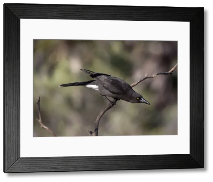 Framed Print : Picture No. 10898747 Framed Print : Picture No. 10898747
