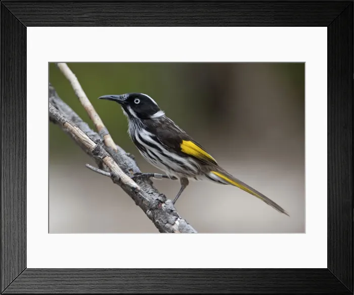 Framed Print : Picture No. 10898750