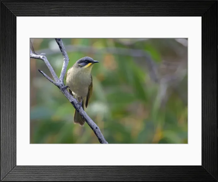 Framed Print : Picture No. 10898753