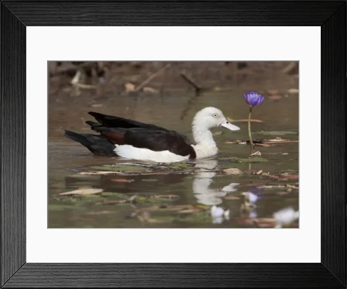 Framed Print : Picture No. 10898754 Framed Print : Picture No. 10898754