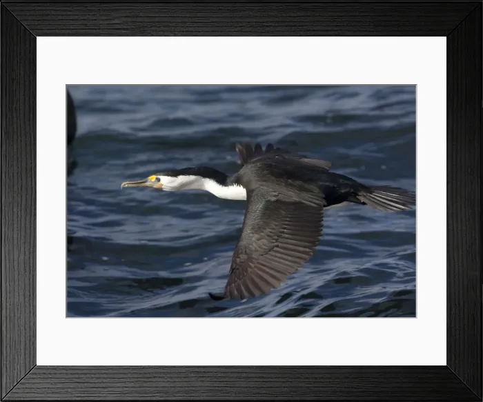 Framed Print : Picture No. 10898752 Framed Print : Picture No. 10898752
