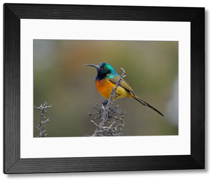 Framed Print : Picture No. 10898751 Framed Print : Picture No. 10898751