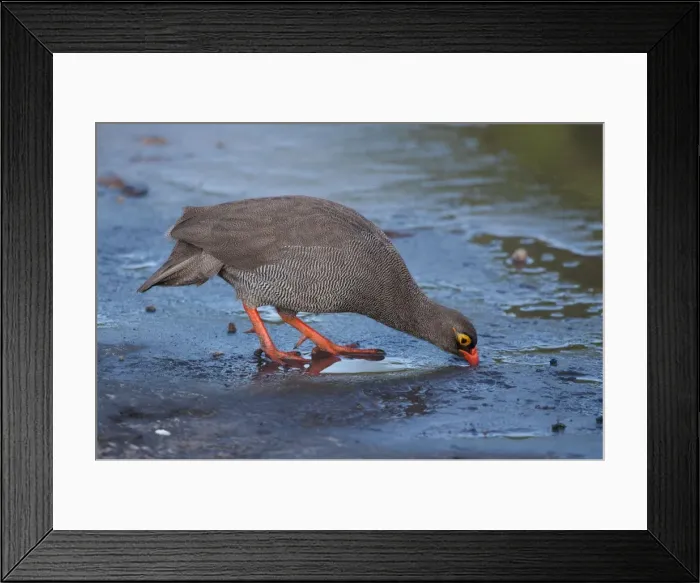 Framed Print : Picture No. 10898756 Framed Print : Picture No. 10898756