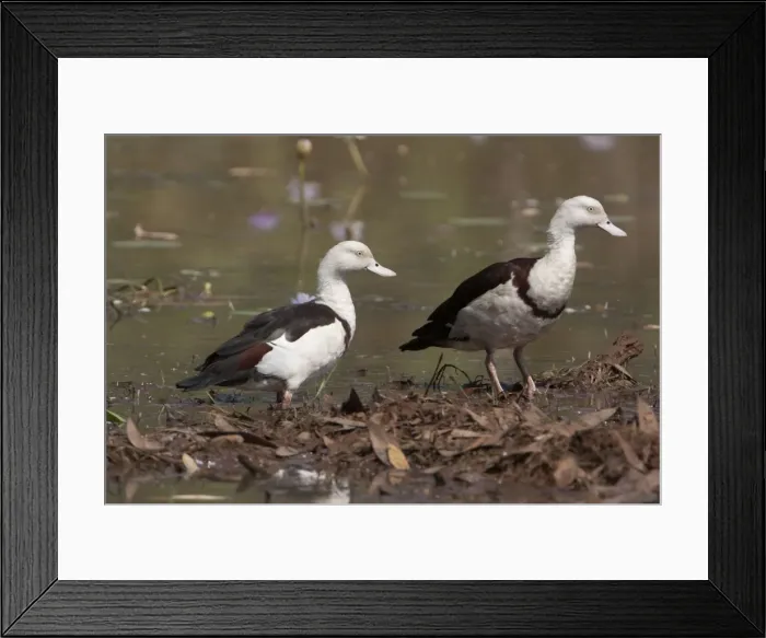 Framed Print : Picture No. 10898755 Framed Print : Picture No. 10898755