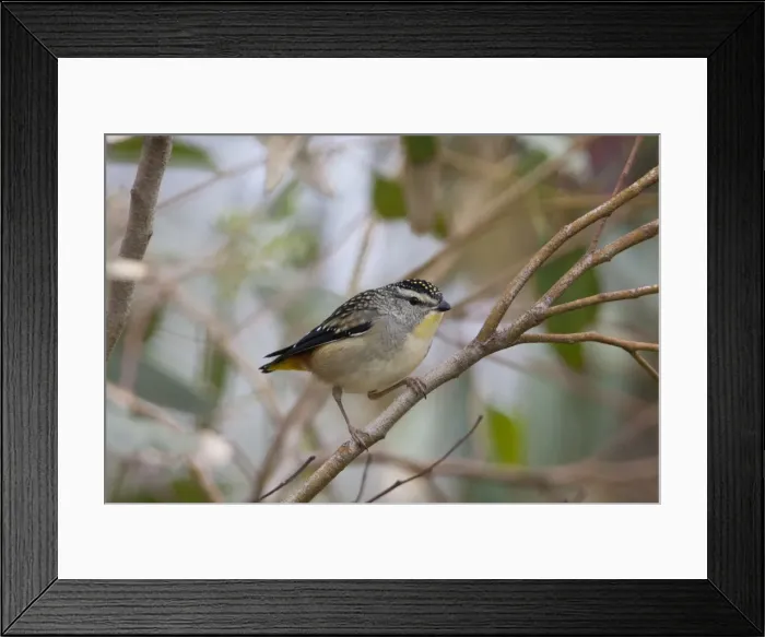 Framed Print : Picture No. 10898759 Framed Print : Picture No. 10898759