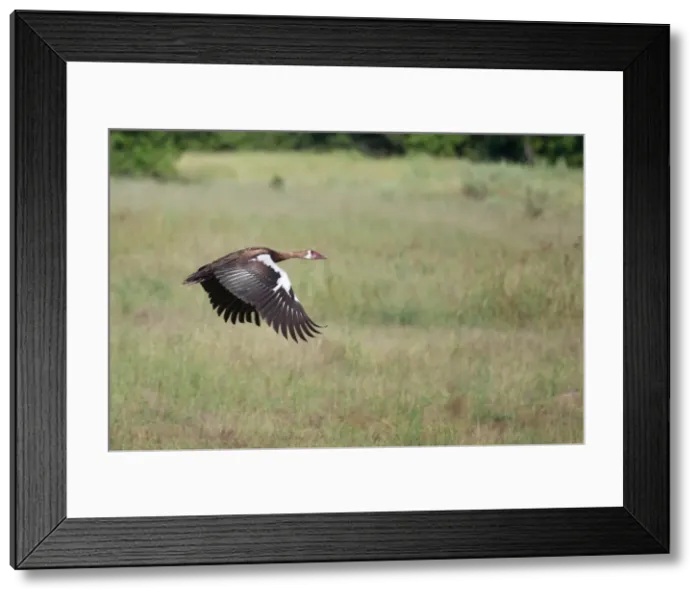 Framed Print : Picture No. 10898760 Framed Print : Picture No. 10898760
