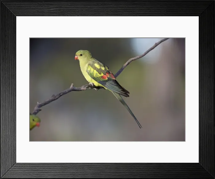 Framed Print : Picture No. 10898757
