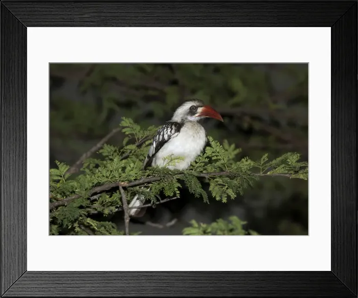 Framed Print : Picture No. 10898762 Framed Print : Picture No. 10898762