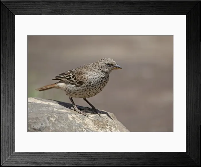 Framed Print : Picture No. 10898758 Framed Print : Picture No. 10898758