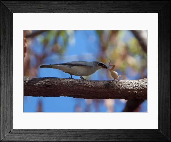 Framed Print : Picture No. 10898764 Framed Print : Picture No. 10898764