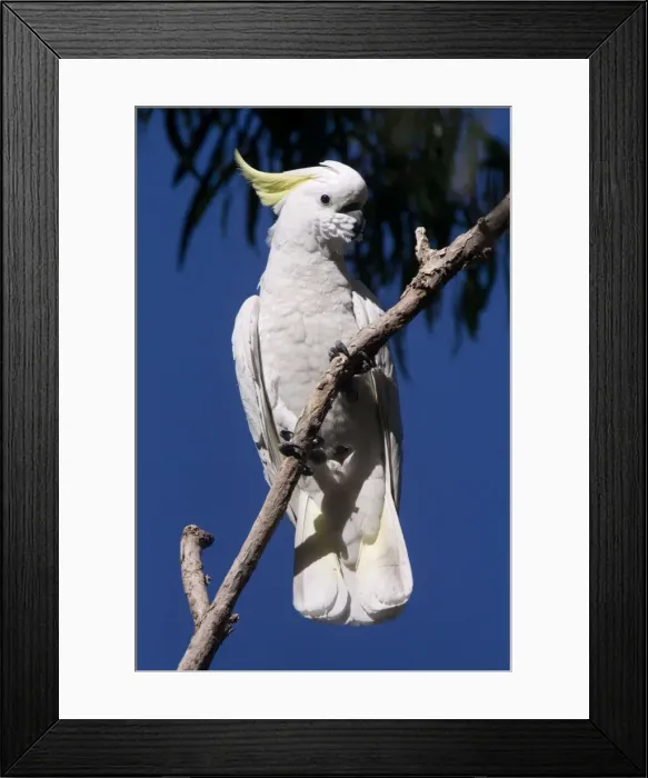 Framed Print : Picture No. 10898761 Framed Print : Picture No. 10898761