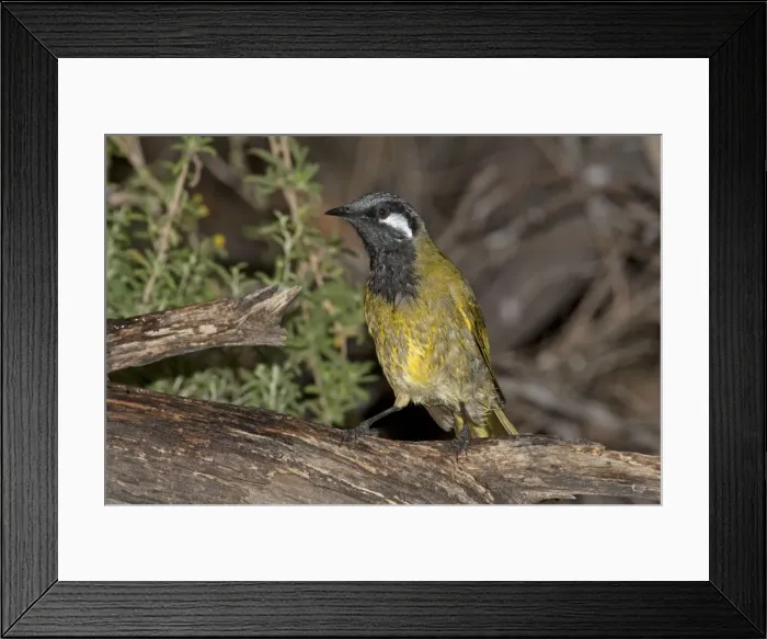 Framed Print : Picture No. 10898765