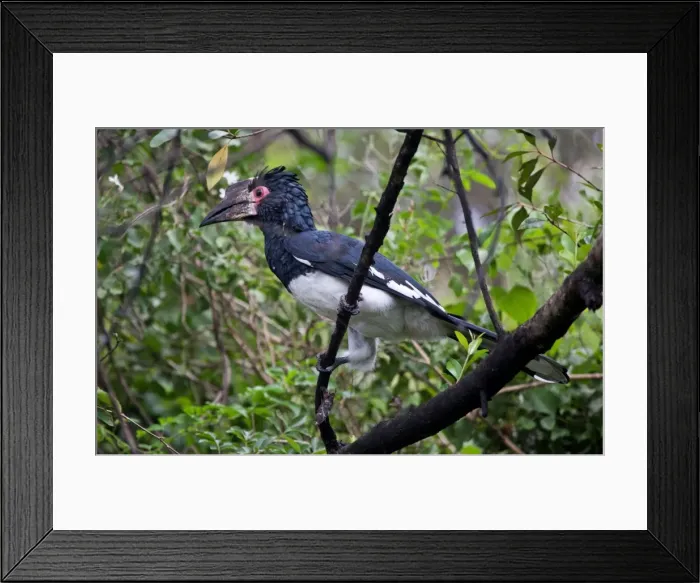 Framed Print : Picture No. 10898763 Framed Print : Picture No. 10898763