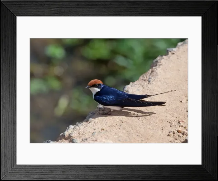 Framed Print : Picture No. 10898768 Framed Print : Picture No. 10898768