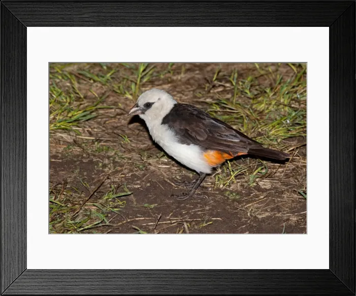 Framed Print : Picture No. 10898767 Framed Print : Picture No. 10898767