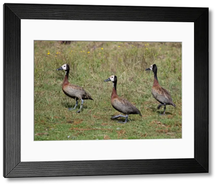 Framed Print : Picture No. 10898766 Framed Print : Picture No. 10898766