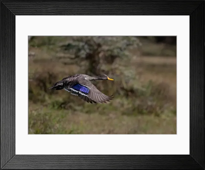 Framed Print : Picture No. 10898771 Framed Print : Picture No. 10898771