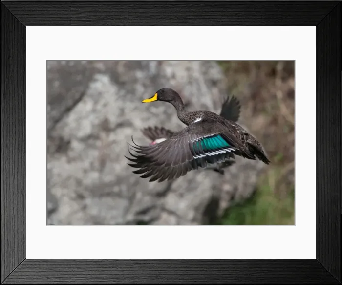 Framed Print : Picture No. 10898769 Framed Print : Picture No. 10898769