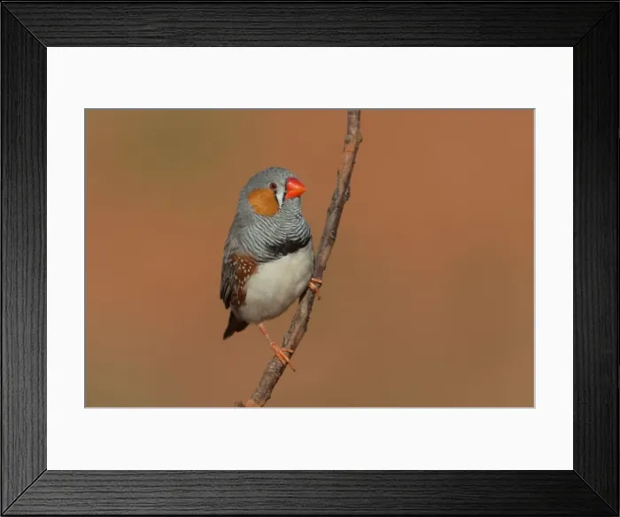 Framed Print : Picture No. 10898774