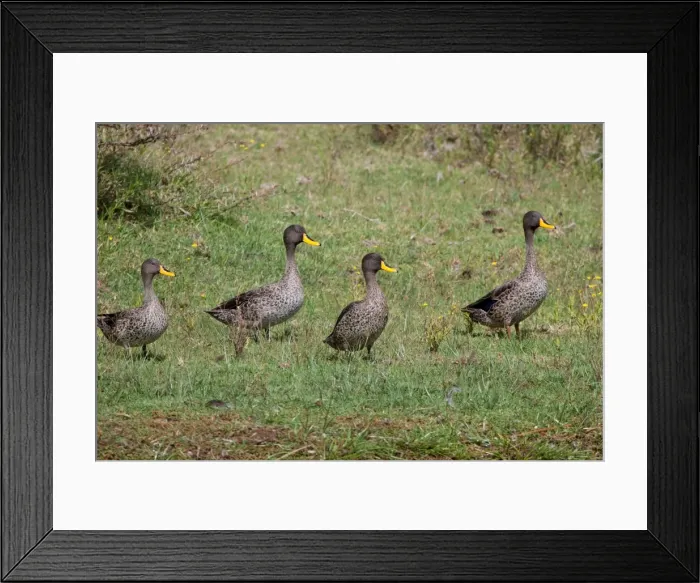 Framed Print : Picture No. 10898772 Framed Print : Picture No. 10898772