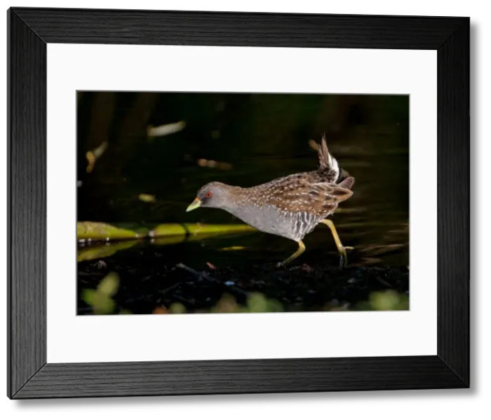 Framed Print : Picture No. 10898775