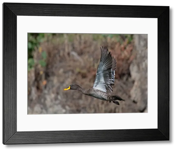 Framed Print : Picture No. 10898770 Framed Print : Picture No. 10898770
