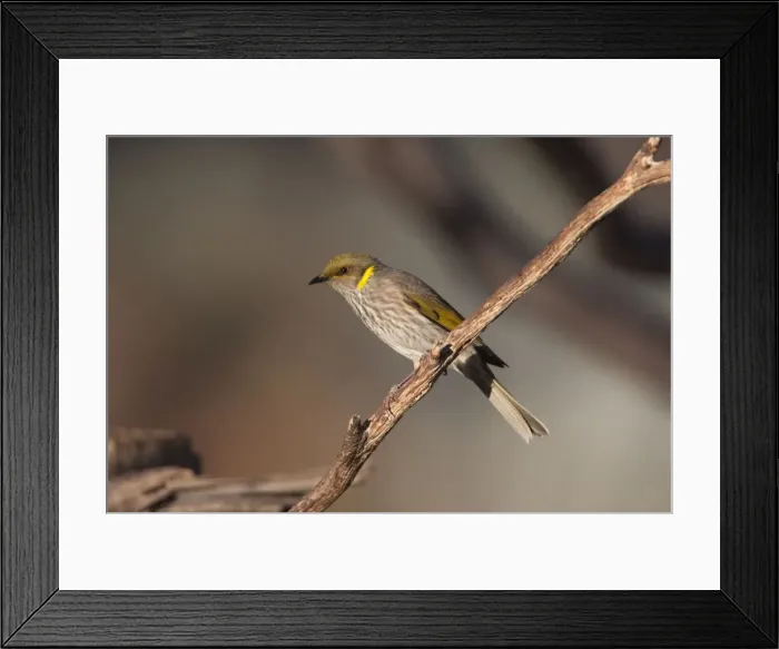 Framed Print : Picture No. 10898773 Framed Print : Picture No. 10898773