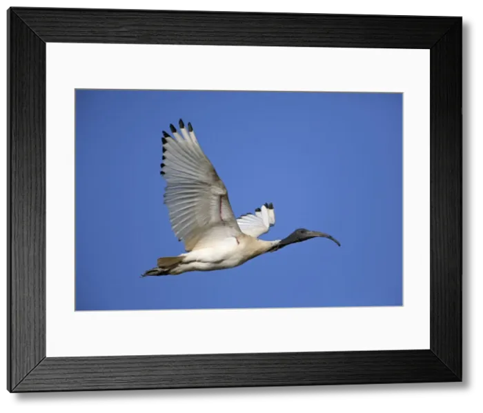 Framed Print : Picture No. 10898776 Framed Print : Picture No. 10898776