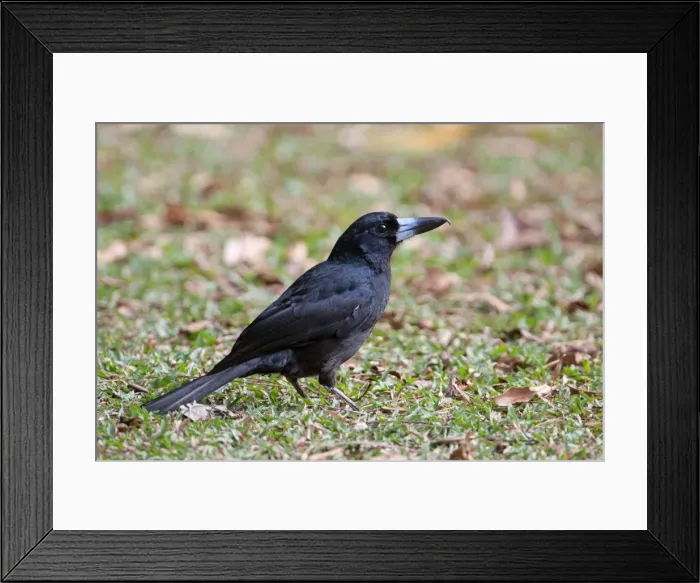 Framed Print : Picture No. 10898777 Framed Print : Picture No. 10898777