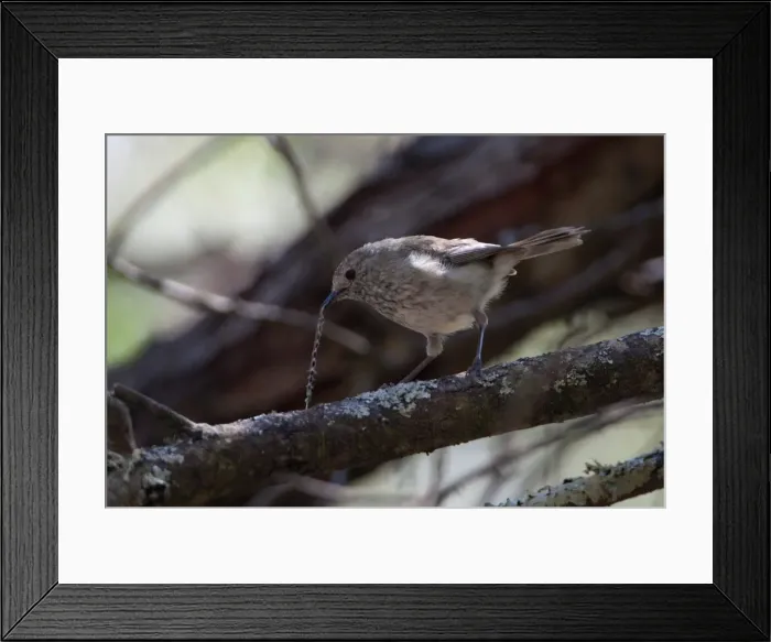 Framed Print : Picture No. 10898779 Framed Print : Picture No. 10898779
