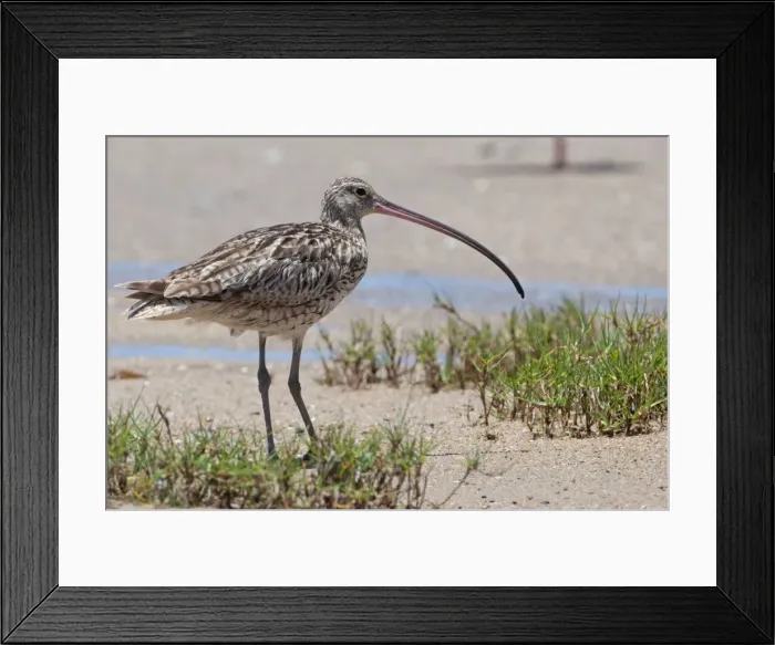 Framed Print : Picture No. 10898783 Framed Print : Picture No. 10898783