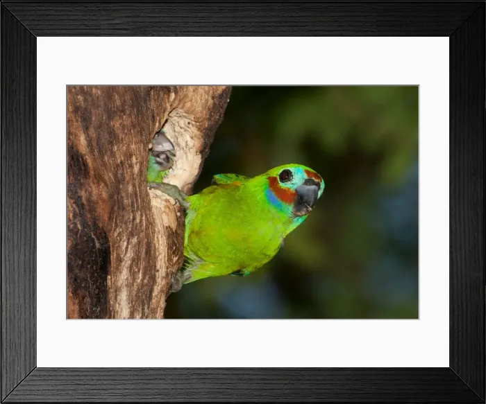 Framed Print : Picture No. 10898781 Framed Print : Picture No. 10898781