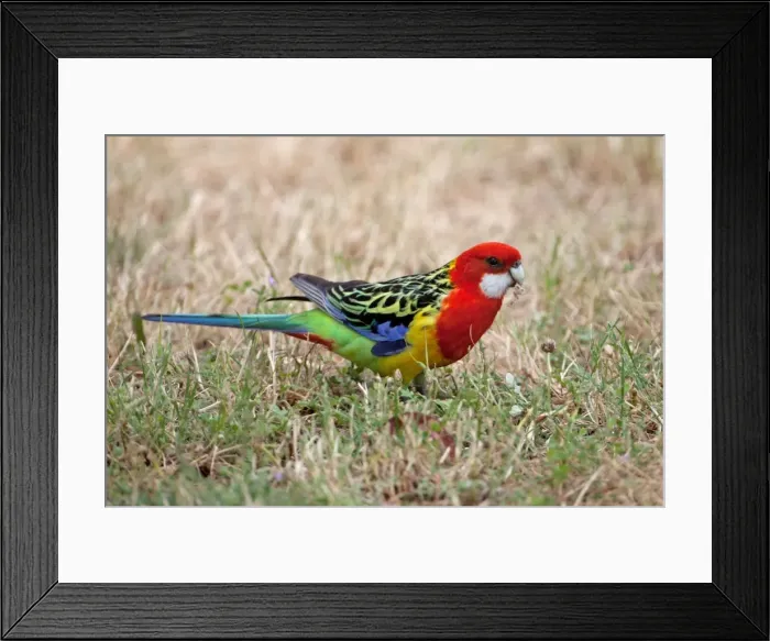 Framed Print : Picture No. 10898784 Framed Print : Picture No. 10898784