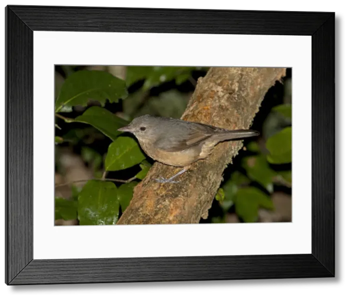 Framed Print : Picture No. 10898778 Framed Print : Picture No. 10898778