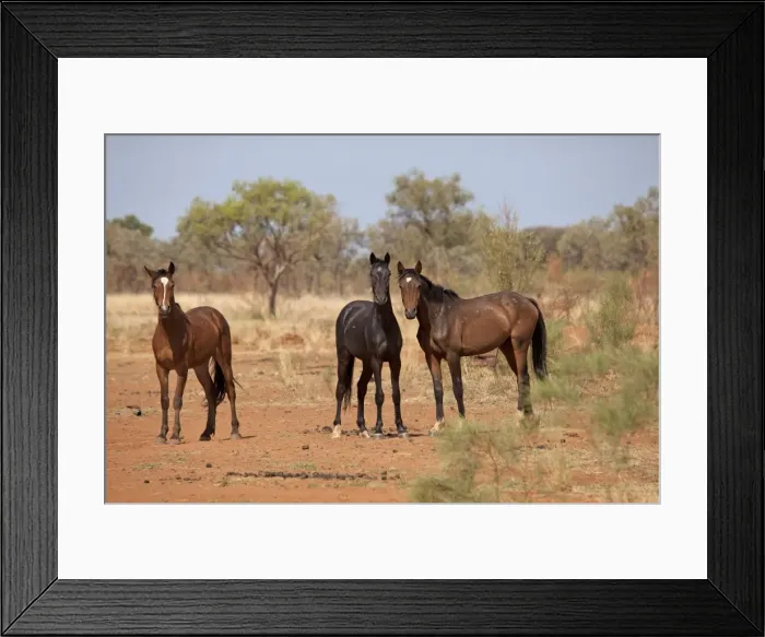 Framed Print : Picture No. 10898780 Framed Print : Picture No. 10898780
