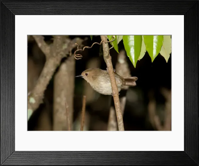 Framed Print : Picture No. 10898787 Framed Print : Picture No. 10898787