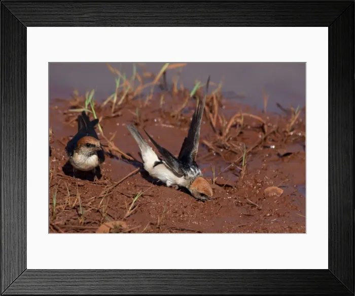 Framed Print : Picture No. 10898786 Framed Print : Picture No. 10898786