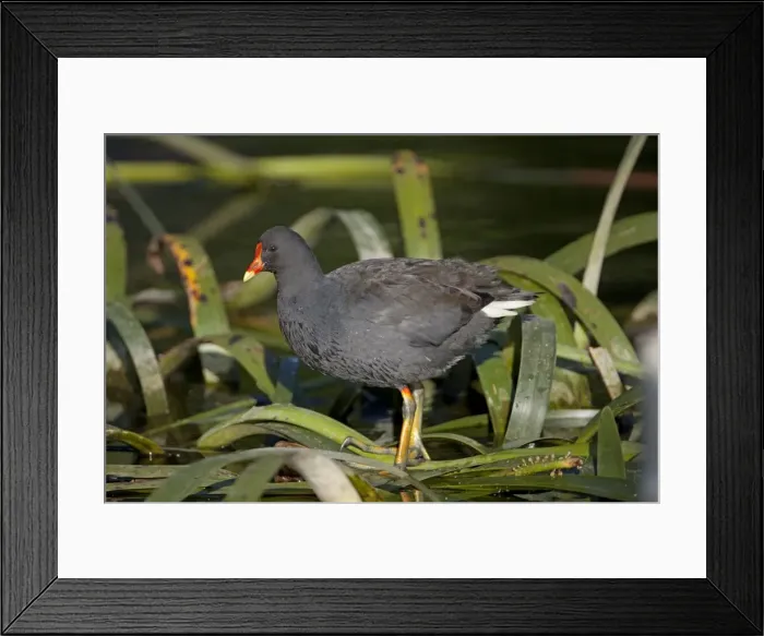 Framed Print : Picture No. 10898782 Framed Print : Picture No. 10898782