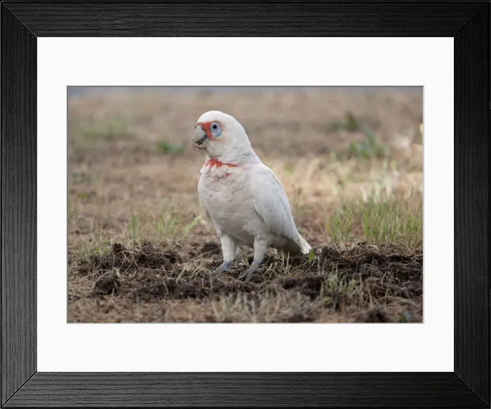 Framed Print : Picture No. 10898789