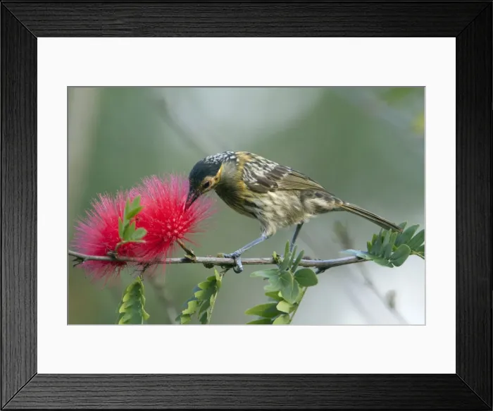 Framed Print : Picture No. 10898792 Framed Print : Picture No. 10898792