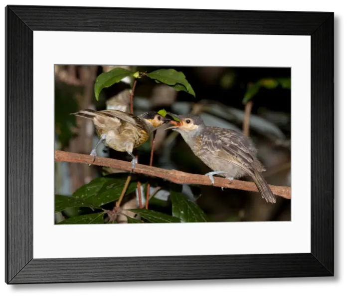Framed Print : Picture No. 10898791 Framed Print : Picture No. 10898791