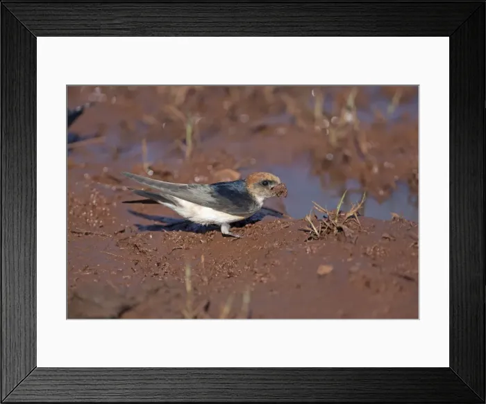Framed Print : Picture No. 10898785 Framed Print : Picture No. 10898785