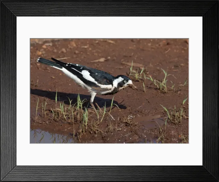 Framed Print : Picture No. 10898793 Framed Print : Picture No. 10898793