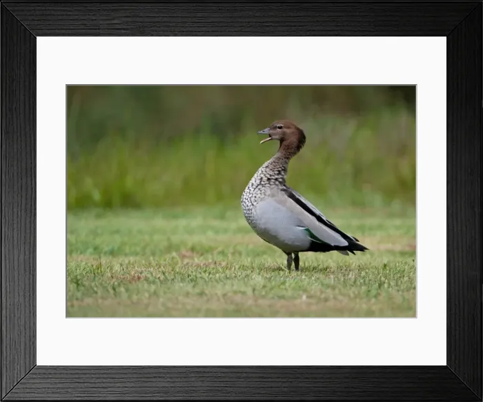 Framed Print : Picture No. 10898794 Framed Print : Picture No. 10898794