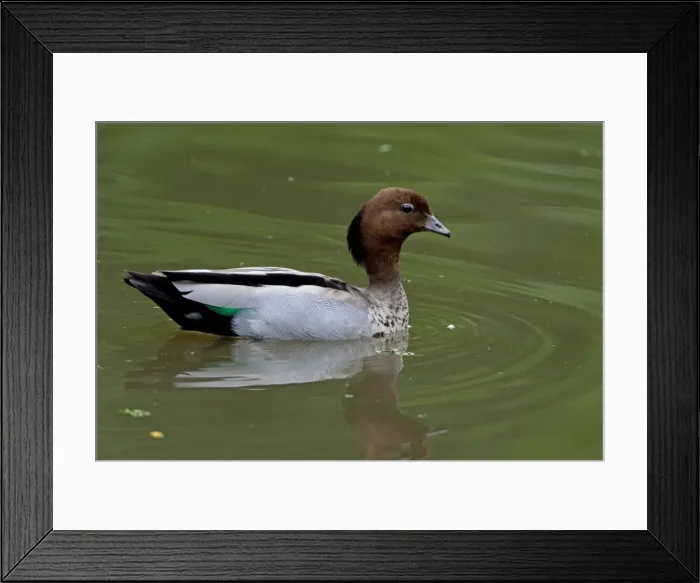 Framed Print : Picture No. 10898795 Framed Print : Picture No. 10898795